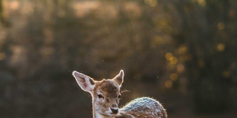 后真相时代：新闻与科技资讯门户如何构建事实核查机制与社会责任体系