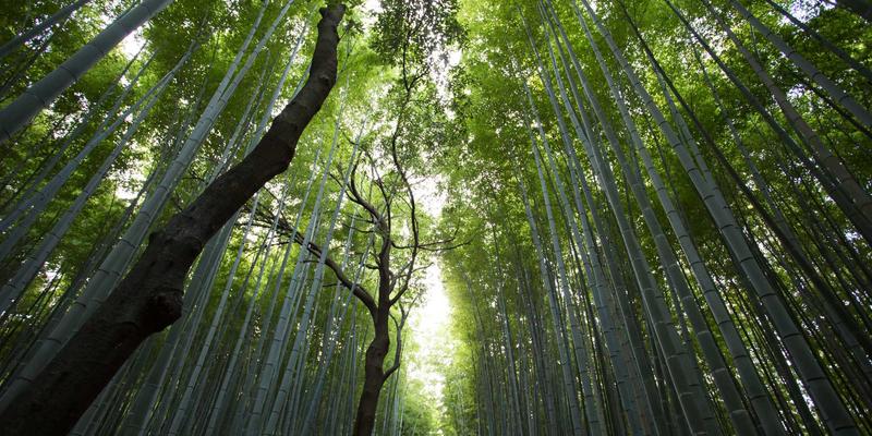 在科技浪潮中寻找治愈力量:当硬核新闻遇见温暖资讯